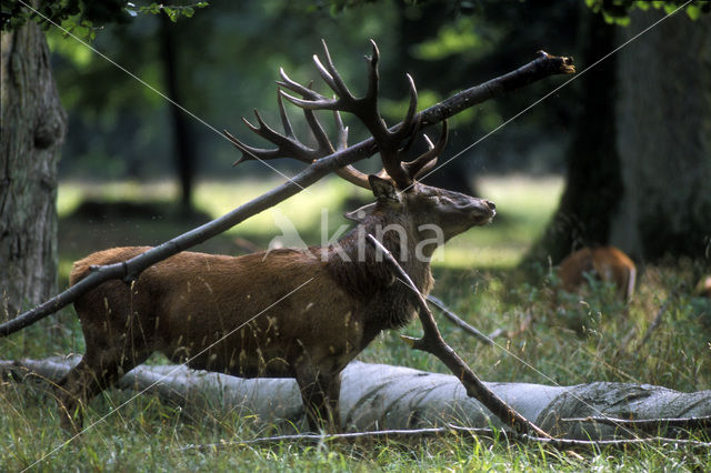 Edelhert (Cervus elaphus)