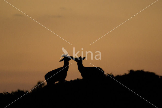 Red Deer (Cervus elaphus)