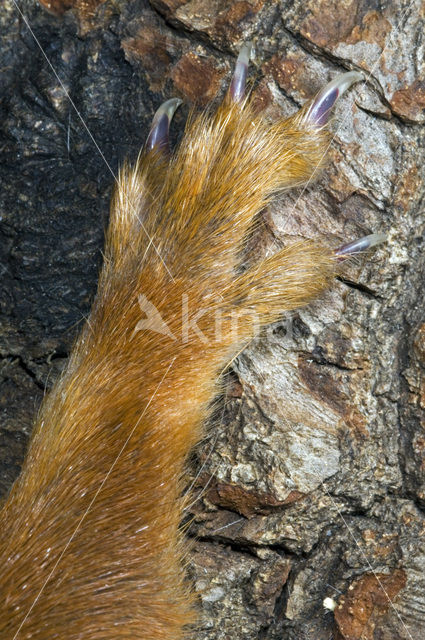 Eekhoorn (Sciurus vulgaris)