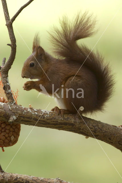 Eekhoorn (Sciurus vulgaris)