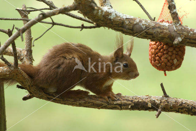 Eekhoorn (Sciurus vulgaris)