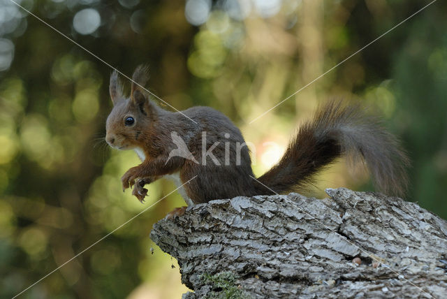 Eekhoorn (Sciurus vulgaris)