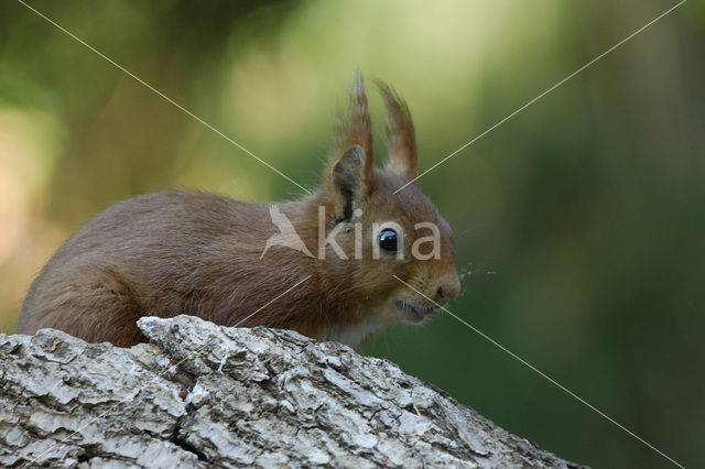 Eekhoorn (Sciurus vulgaris)