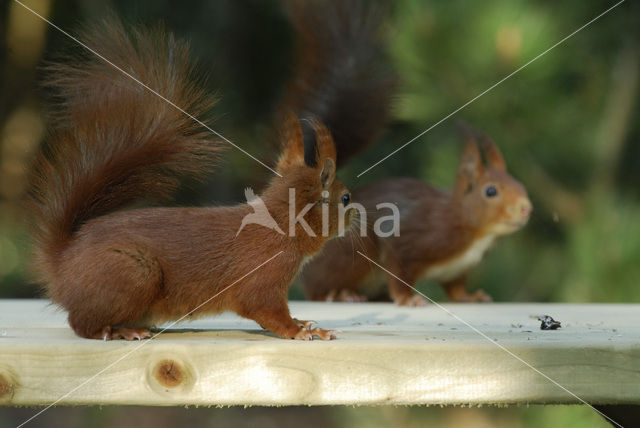 Eekhoorn (Sciurus vulgaris)