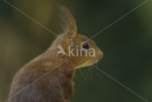 Eekhoorn (Sciurus vulgaris)