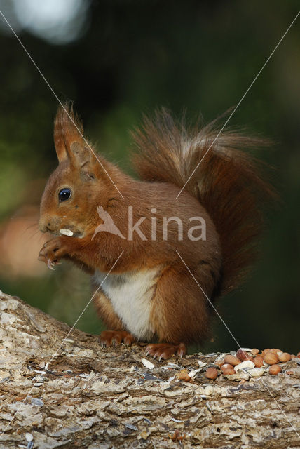 Eekhoorn (Sciurus vulgaris)