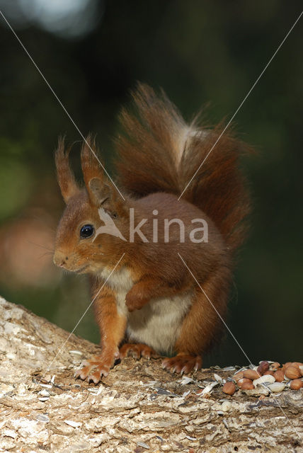 Eekhoorn (Sciurus vulgaris)