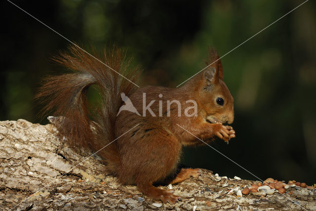 Eekhoorn (Sciurus vulgaris)