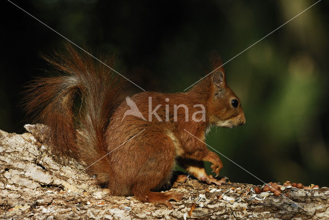 Eekhoorn (Sciurus vulgaris)