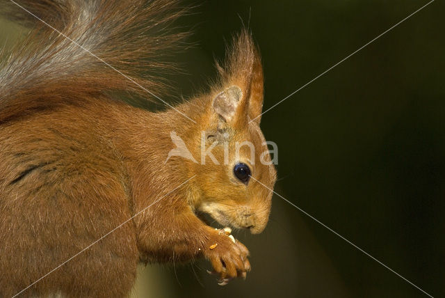 Eekhoorn (Sciurus vulgaris)