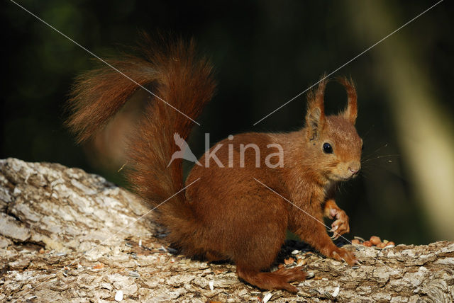 Eekhoorn (Sciurus vulgaris)