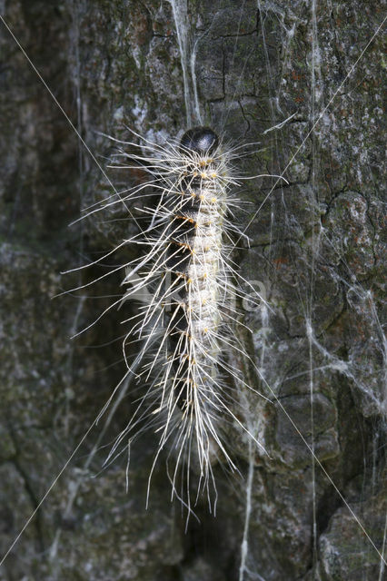 Eikenprocessierups (Thaumetopoea processionea)