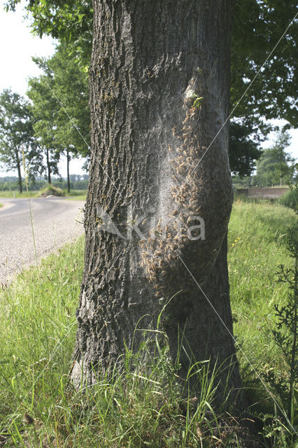 Eikenprocessierups (Thaumetopoea processionea)