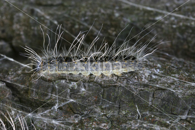 Eikenprocessierups (Thaumetopoea processionea)