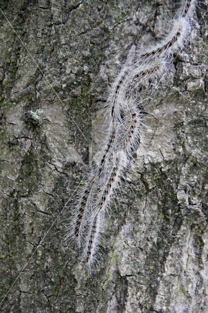 Eikenprocessierups (Thaumetopoea processionea)