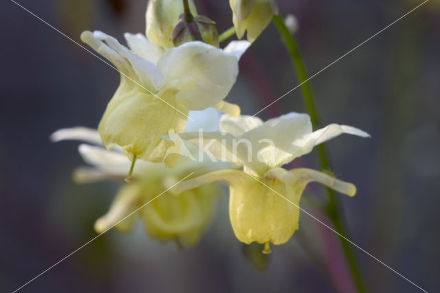 Elfenbloem (Epimedium perralchicum)