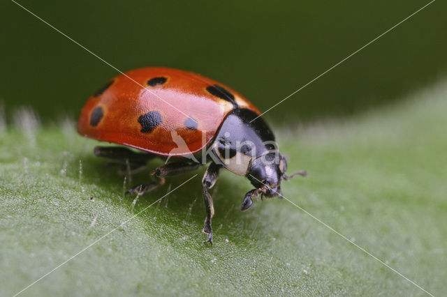 Elfstippelig lieveheersbeestje (Coccinella undecimpunctata