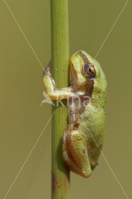 Europese boomkikker (Hyla arborea)