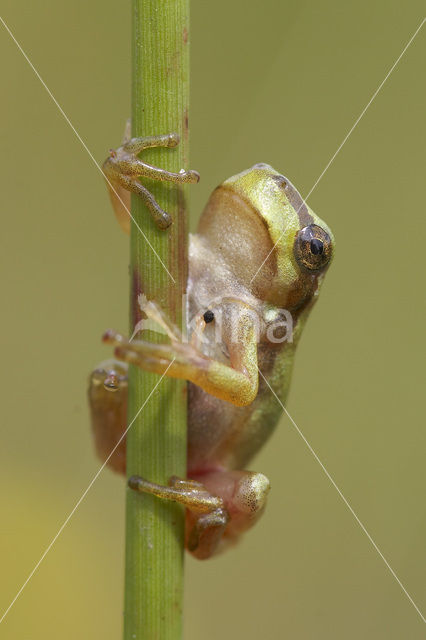 Europese boomkikker (Hyla arborea)