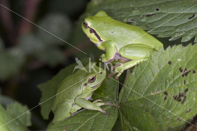 Europese boomkikker (Hyla arborea)