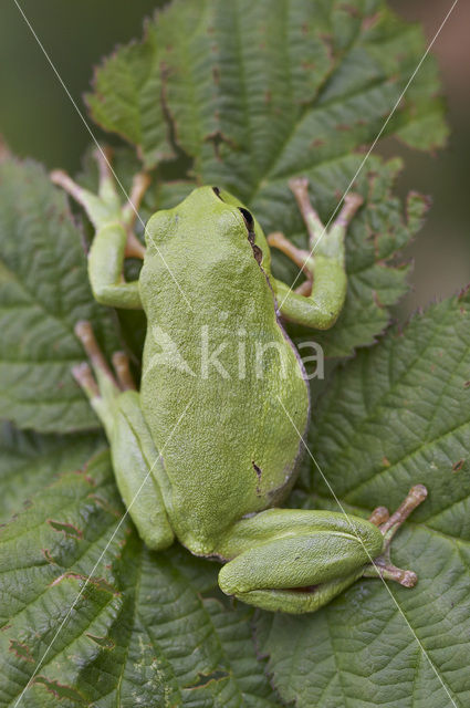 Europese boomkikker (Hyla arborea)