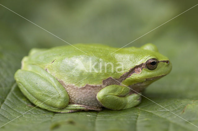 Europese boomkikker (Hyla arborea)