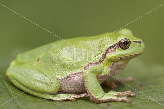 Europese boomkikker (Hyla arborea)