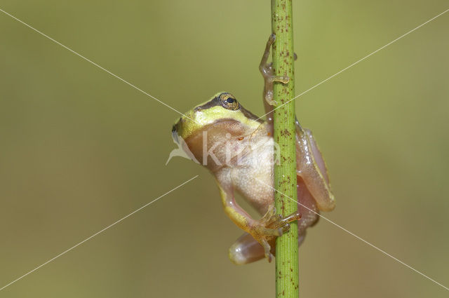 Europese boomkikker (Hyla arborea)