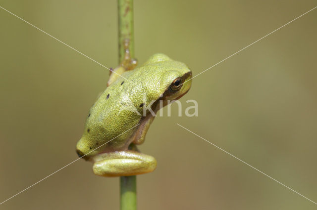 Europese boomkikker (Hyla arborea)