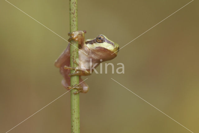 Europese boomkikker (Hyla arborea)