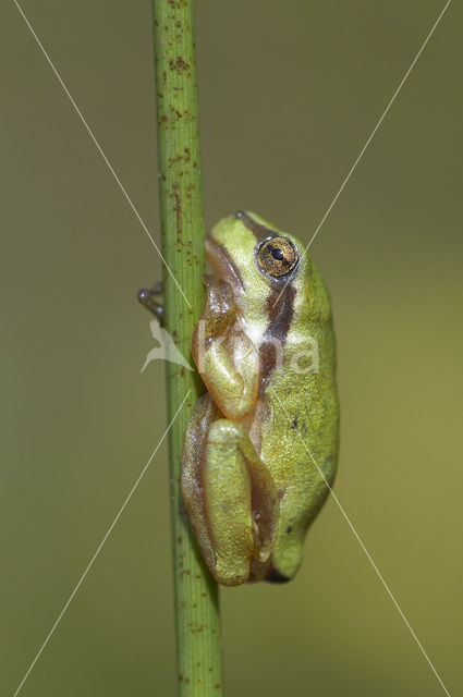 Europese boomkikker (Hyla arborea)