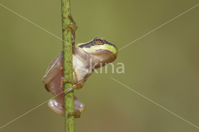 Europese boomkikker (Hyla arborea)