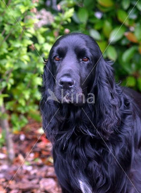 Field spaniel (Canis domesticus)