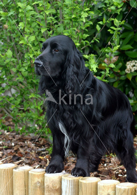 Field spaniel (Canis domesticus)