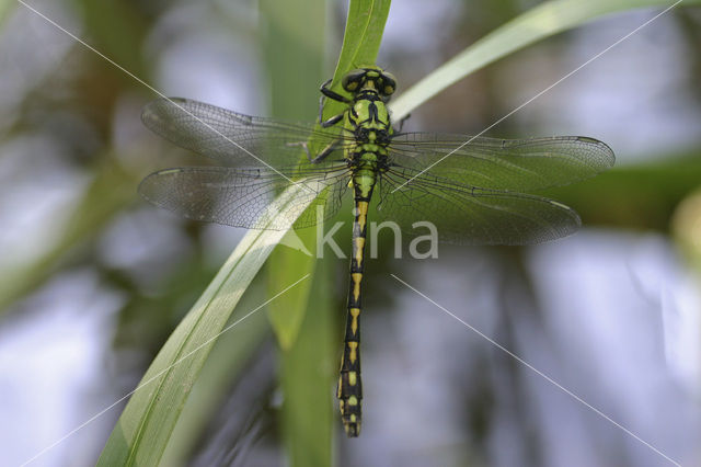 Gaffellibel (Ophiogomphus cecilia)