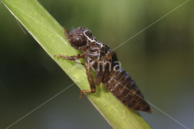 Gaffellibel (Ophiogomphus cecilia)