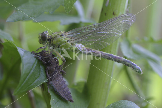 Gaffellibel (Ophiogomphus cecilia)