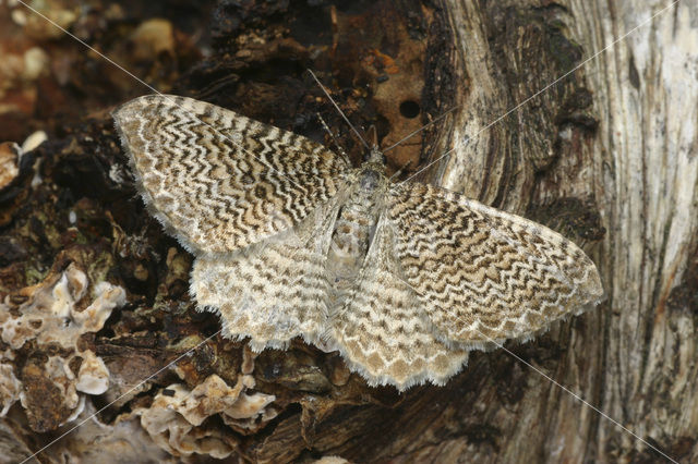 Gegolfde spanner (Rheumaptera undulata)