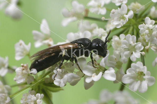 Gehoornde maskerbij (Hylaeus cornutus)