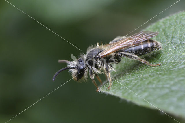 Gekielde dwergzandbij (Andrena strohmella)