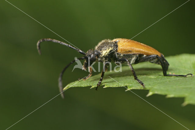 Gele boktor (Corymbia fulva)