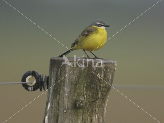 Gele Kwikstaart (Motacilla flava)