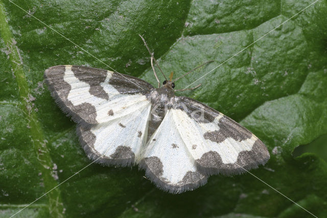 Gerande spanner (Lomaspilis marginata)