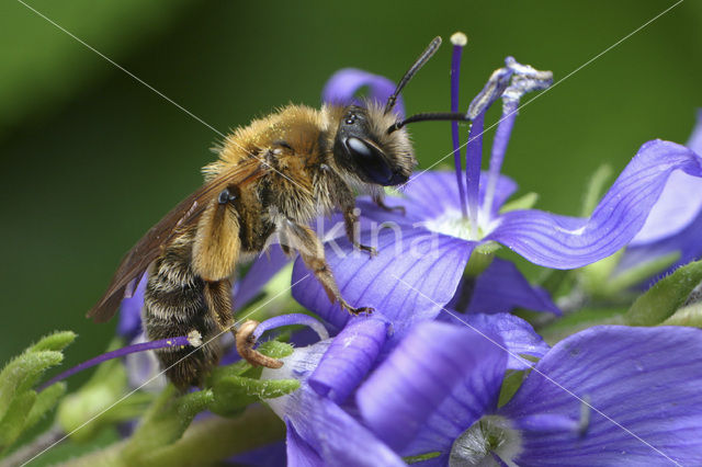 mining bee (Andrena angustior)