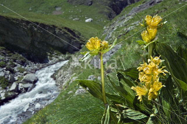 Gespikkelde gentiaan (Gentiana punctata)