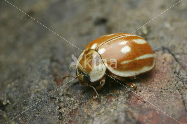 Gestreept lieveheersbeestje (Myzia oblongoguttata)