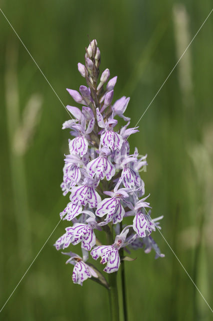 Gevlekte orchis (Dactylorhiza maculata)