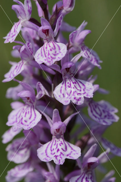 Gevlekte orchis (Dactylorhiza maculata)