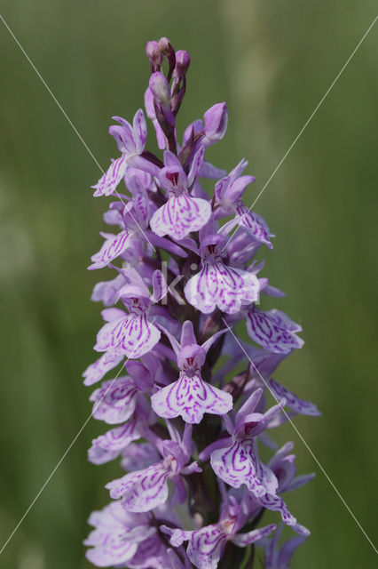 Gevlekte orchis (Dactylorhiza maculata)