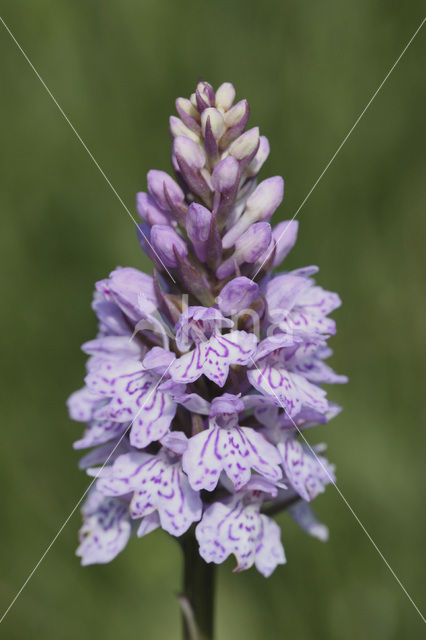 Spotted orchid (Dactylorhiza maculata)